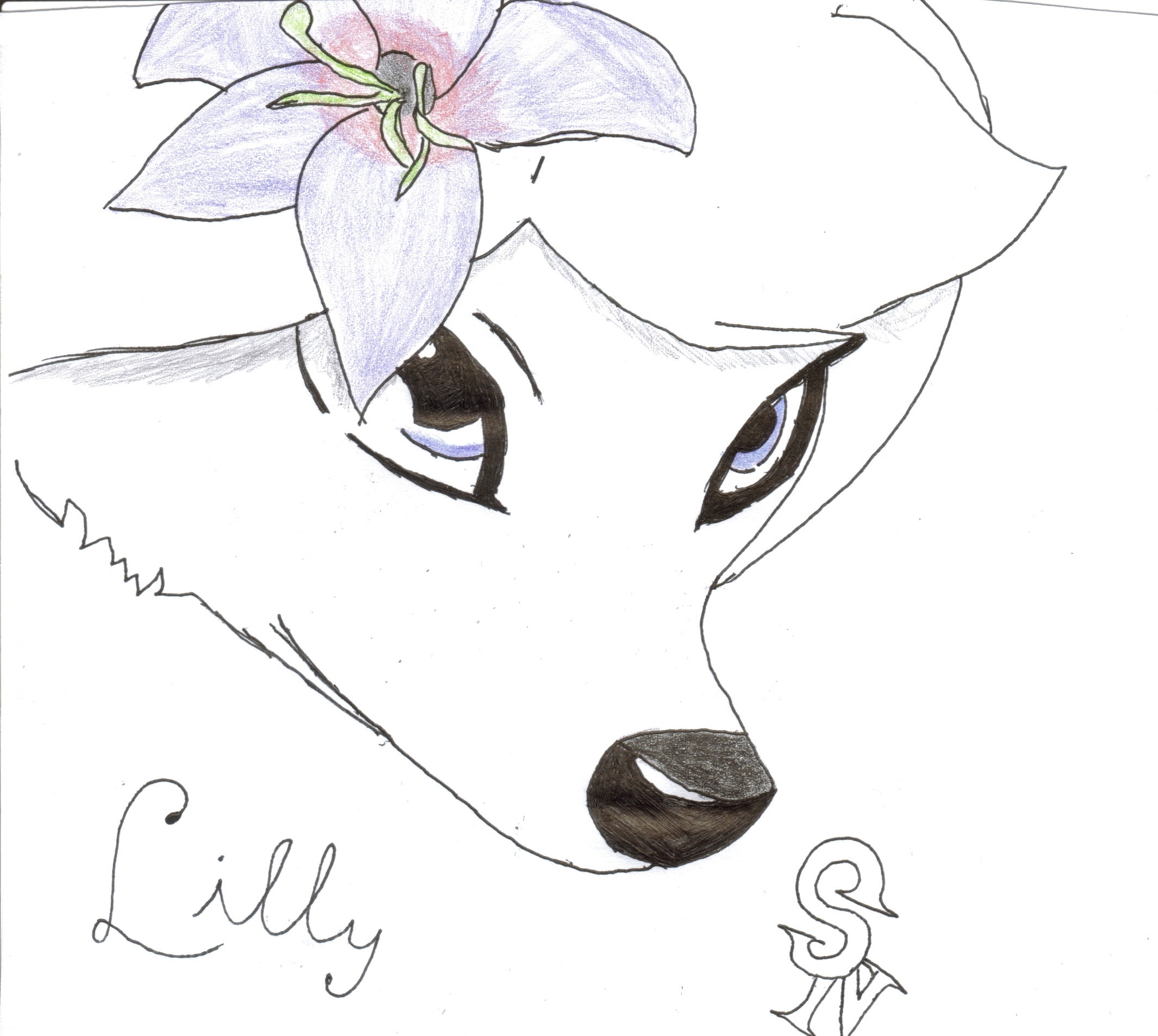 Lilly drawing