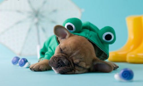  Little Frog Prince :)
