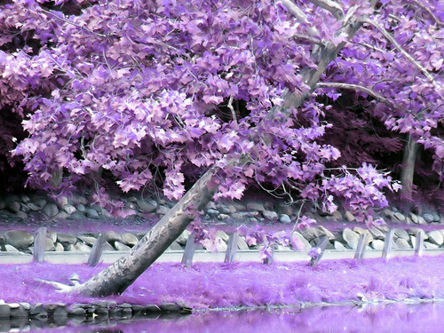 Purple pohon