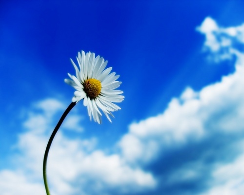  White گلبہار, گل داؤدی & blue sky ♥
