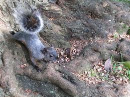  gray scoiattolo