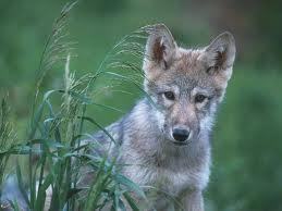  gray волк pup