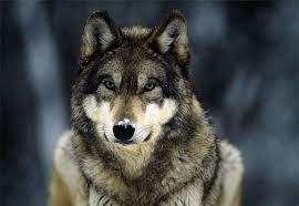  grey волк