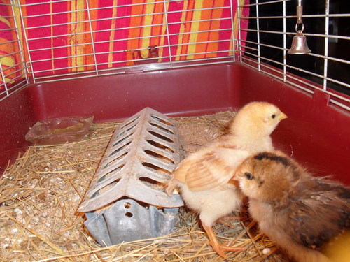  Baby Chickens!