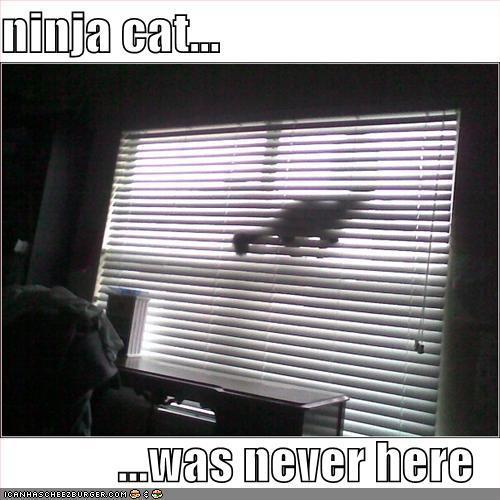  Ninja Kitties