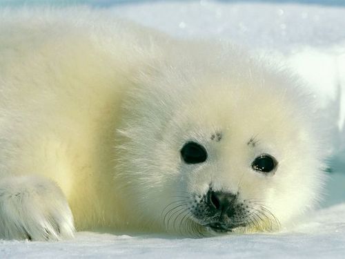  cute baby foca, selo