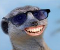 happy meerkat