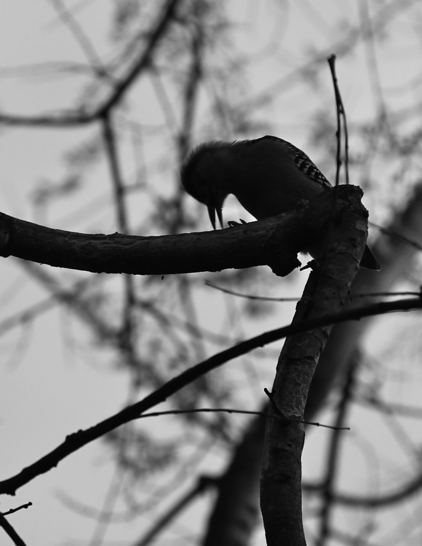 Red-Bellied Woodpecker in Black and White