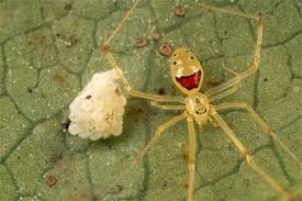  Smiling Spider!!!!
