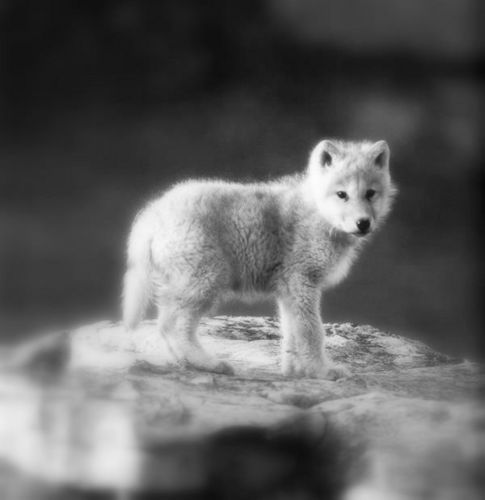  Arctic भेड़िया Pup