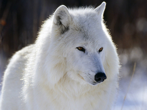  Arctic भेड़िया