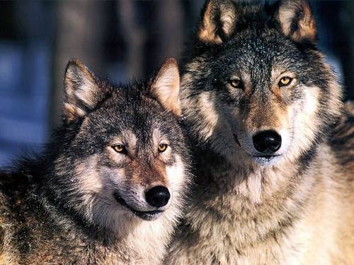  Grey lobos