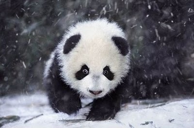 Cute Panda's <3