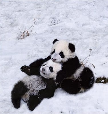  Cute Panda's <3