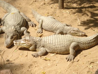  Trivandrum Zoo