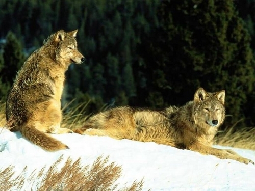  Wolves