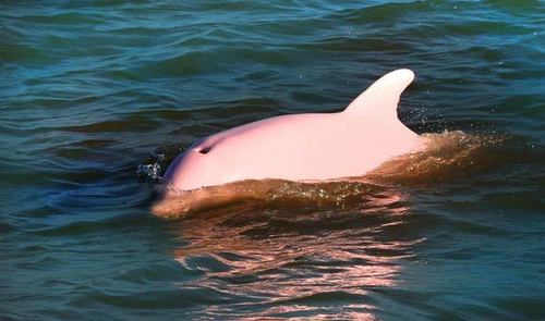  albino dolphins