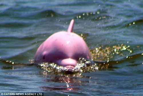 albino dolphins
