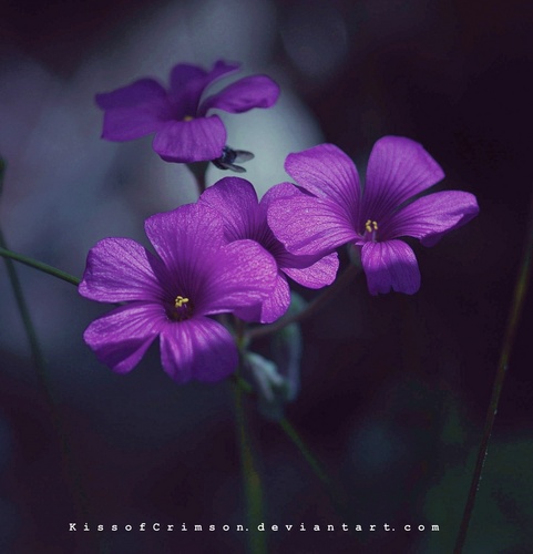  Purple お花