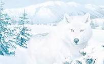  a 狼 in the snowy fields