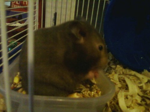 my hamster rose 
