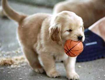  Rar 小狗 Wants 篮球