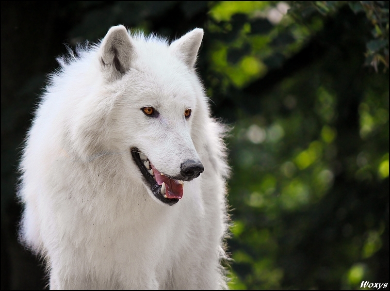 Wolf - Wolves Photo (21390959) - Fanpop