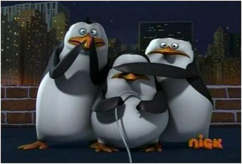  I 사랑 This Penguins!!!
