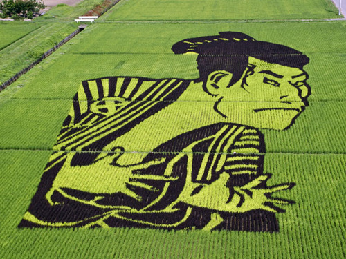  चावल Paddy Art