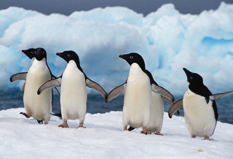  positive penguins