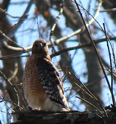  Red-Shouldered Hawk Looking at Me!