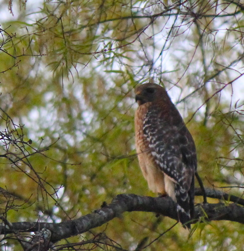  Red-Shouldered Hawk Perching