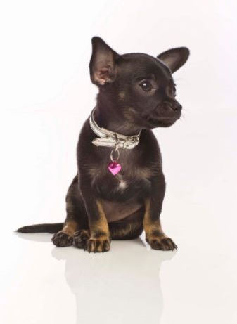 Chihuahua Puppy :)