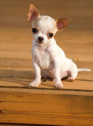 Chihuahua Puppy :)