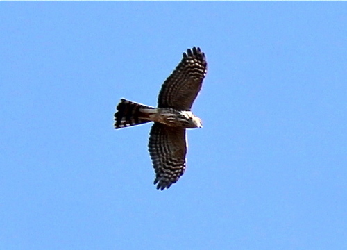  Cooper's Hawk