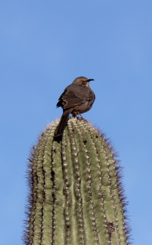  Curve-Billed Thrasher on a Cactus