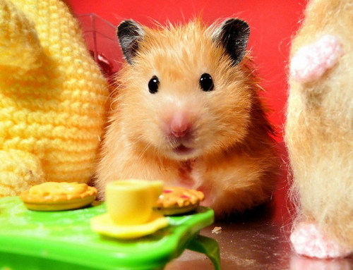  FUNNY HAMSTERS