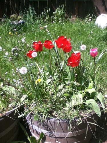  Have some tulips from my yard Deedee