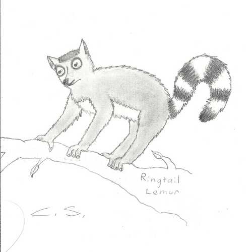  lemur I Drew During Algebra