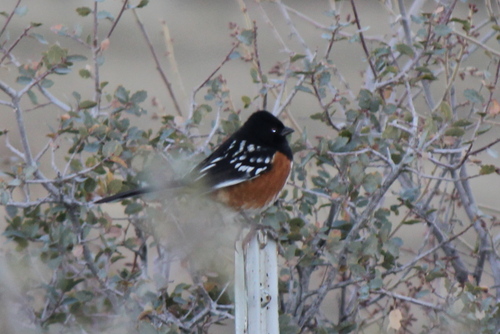 Spotted Towhee