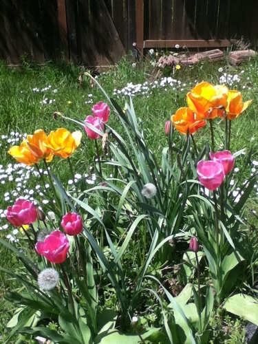  Springtime in my front/back yard