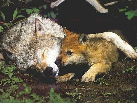  狼, オオカミ pup and mother