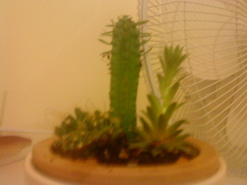  My cacti <33333
