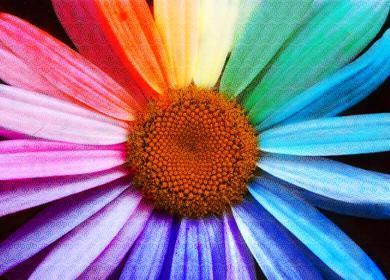  arco iris, arco-íris = amor