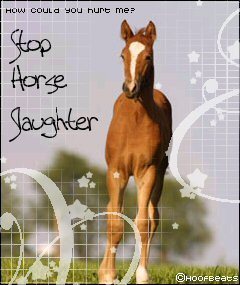 Stop Horse Slaughter