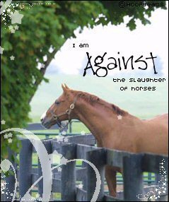  Stop Horse Slaughter