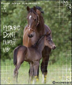 Stop Horse Slaughter