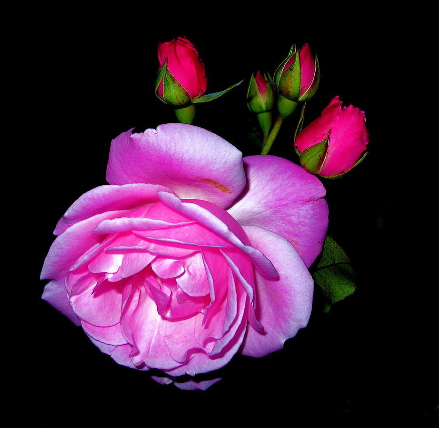 Roses Forever - Beautiful Nature Photo (21889244) - Fanpop