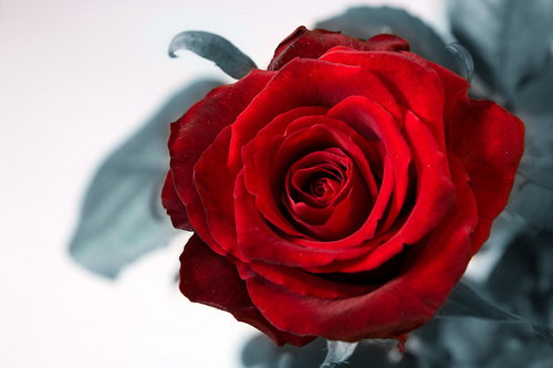  गुलाब Forever