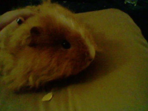  my guinea ANNIE